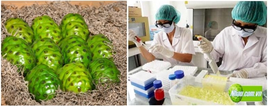 Bệnh Ung thư | Khả năng chống ung thư của cây Nhàu (Noni)